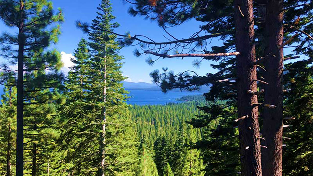 tree line view of a forest